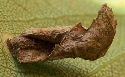 Case of Coleophora siccifolia on Betula