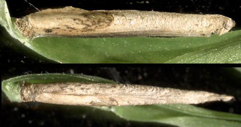 Cases of Coleophora solitariella on Stellaria holostea