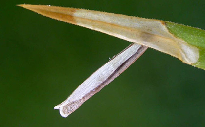 Case of Coleophora solitariella on Stellaria holostea