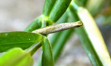 Case of Coleophora solitariella