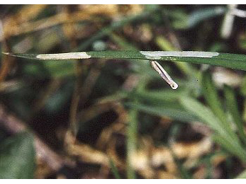 Mines and case  of Coleophora solitariella