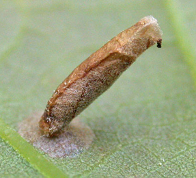 Case of Coleophora spinella on Crataegus monogyna