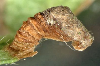 Case of Coleophora spinella on Crataegus monogyna
