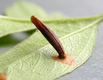 Case of Coleophora spinella