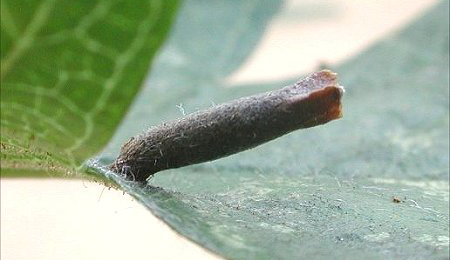 Case of Coleophora spinella