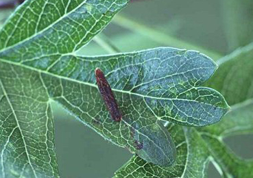 Case of Coleophora spinella