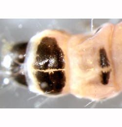 Coleophora spinella larva,  dorsal