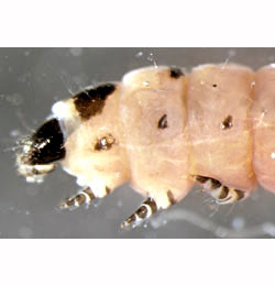 Coleophora spinella larva,  lateral