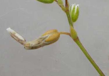 Case of Coleophora striatipennella