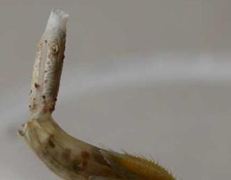 Case of Coleophora striatipennella