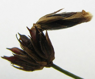 Case of Coleophora taeniipennella on Juncus spp.