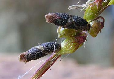 Cases of Coleophora trifolii on Melilotus