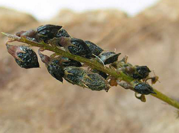 Cases of Coleophora trifolii on Melilotus