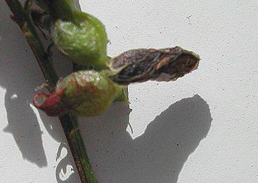 Case of Coleophora trifolii on Melilotus