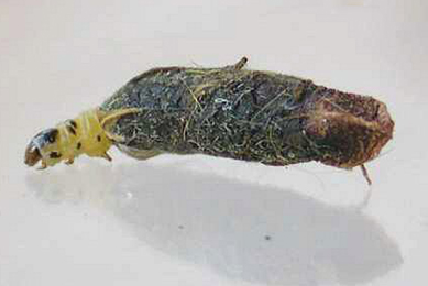 Cases of Coleophora trifolii on Melilotus