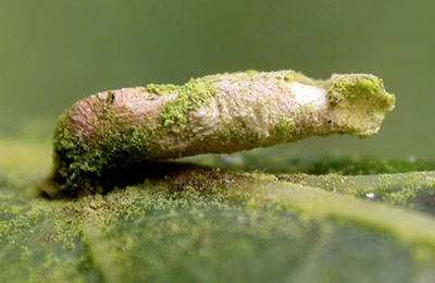 Case of Coleophora trigeminella on Crataegus monogyna
