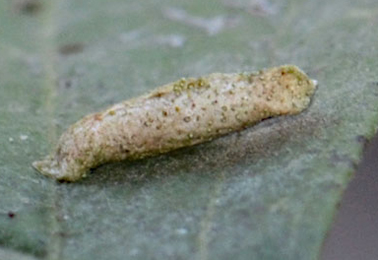 Case of Coleophora trigeminella on Crataegus