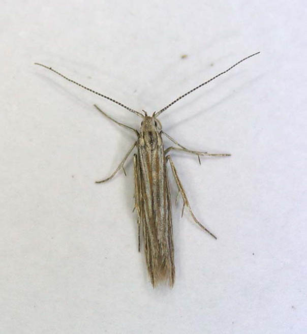 Coleophora trichilella