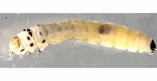 Coleophora trochilella larva,  dorso-lateral