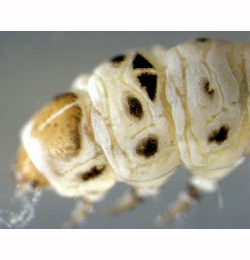 Coleophora trochilella larva,  dorso-lateral