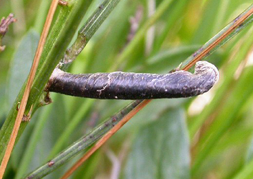 Case of Coleophora vibicella on Genista tinctoria