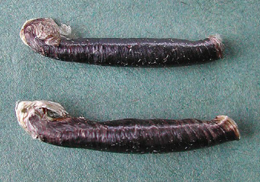 Cases of Coleophora vibicella on Genista tinctoria