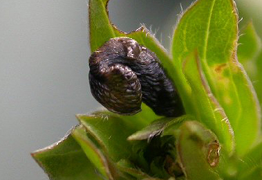 Case of Coleophora vibicella on Genista tinctoria