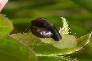 Case of Coleophora vibicella on Genista tinctoria