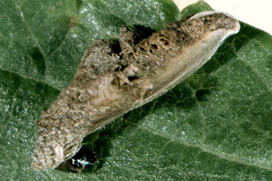 Case of Coleophora violacea on Ulmus minor