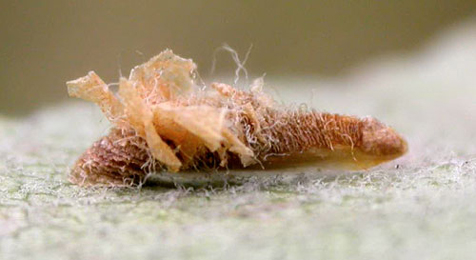 Case of Coleophora violacea on Ulmus minor