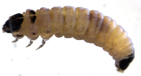 Coleophora violacea larva,  lateral
