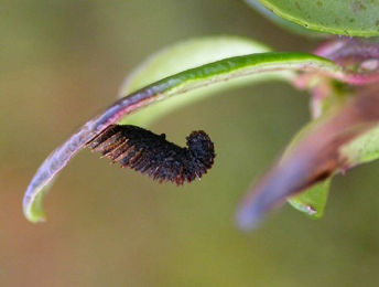Case of Coleophora vibicella on Vaccinium vitis-idaea