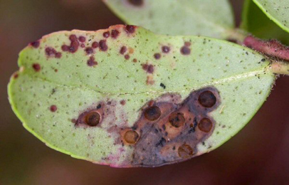 Case of Coleophora vibicella on Vaccinium vitis-idaea