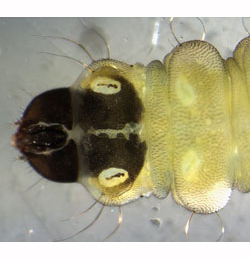 Coptotriche angusticollella larva,  dorsal