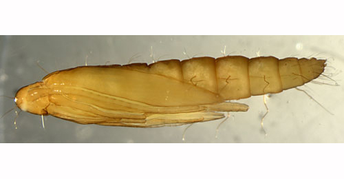 Coptotriche angusticollella lateral