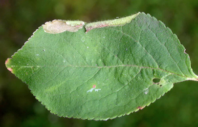 Mine of Coptotriche guanecella on Prunus cerasus