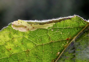 Mine of Coptotriche guanecella on Prunus cerasus