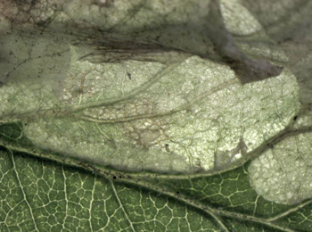 Mine of Coptotriche heinemanni on Rubus fruticosus