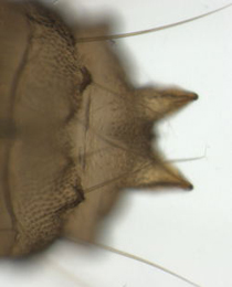 Coptotriche heinemanni puparium,  cremaster,  dorsal