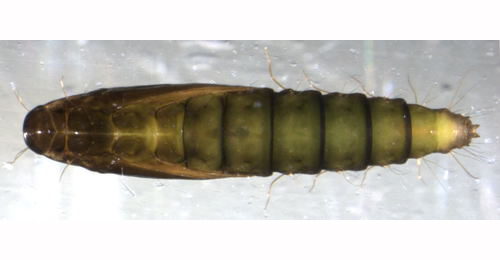 Coptotriche heinemanni puparium,  pupa,  dorsal