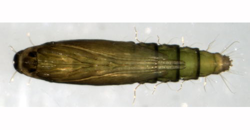 Coptotriche heinemanni puparium,  pupa,  ventral