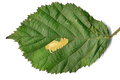 Mine of Coptotriche marginea on Rubus fruticosus