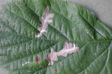 Mine of Coptotriche marginea on Rubus