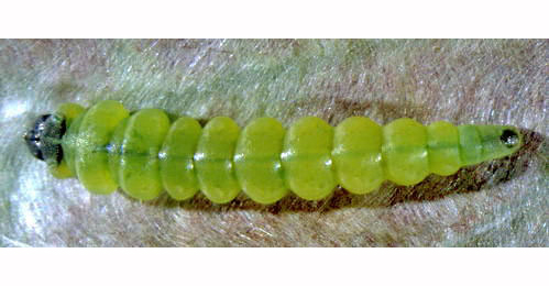 Coptotriche marginea larva,  dorsal