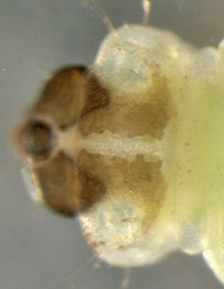 Coptotriche marginea larva,  dorsal