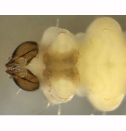 Coptotriche marginea larva,  ventral