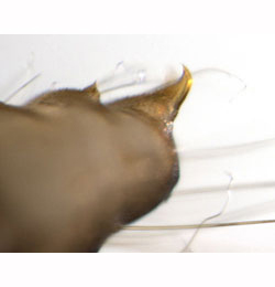 Coptotriche marginea pupa,  cremaster,  lateral