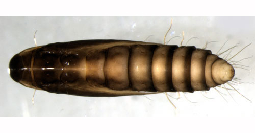 Coptotriche marginea pupa,  dorsal