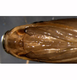 Coptotriche marginea pupa,  ventral