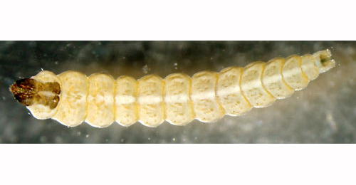 Cosmopterix lienigiella larva,  dorsal